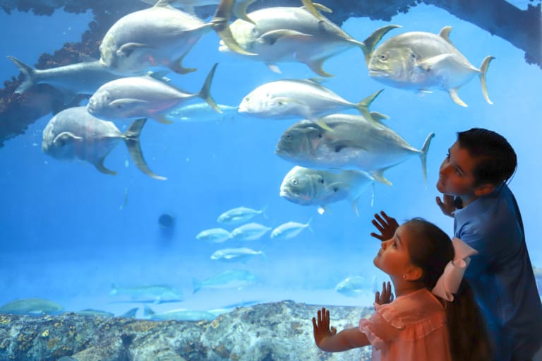 Children at Texas State Aquarium, one of the zoos and aquariums currently closed due to coronavirus