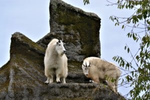 Goats at the Greater Vancouver Zoo