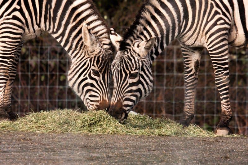 Zebras at Greater Vancouver Zoo