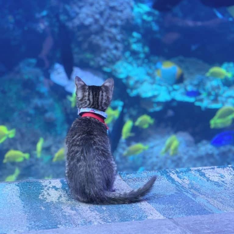 Kitten watching fish at Georgia Aquarium