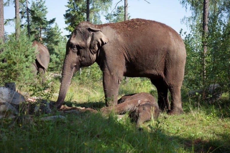 Kolmarden Zoo two asian elephants