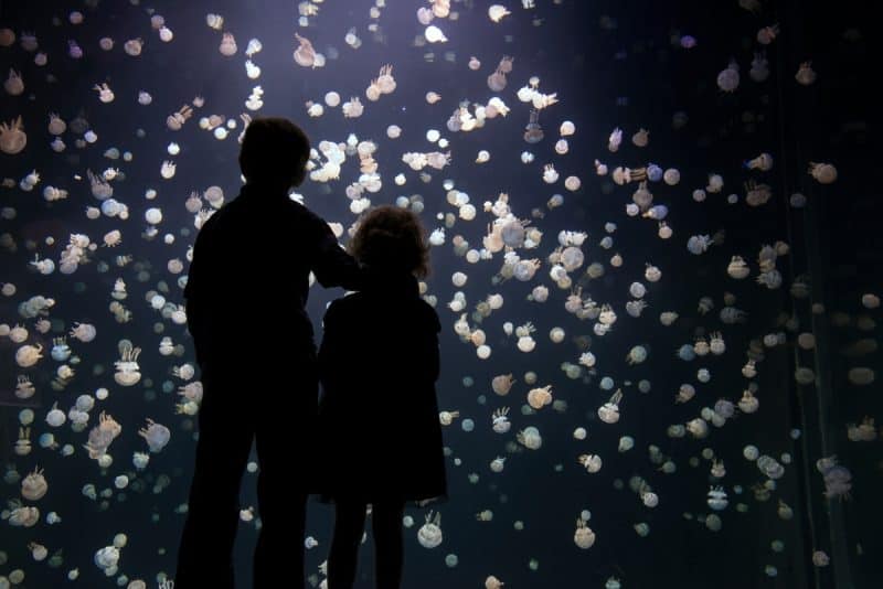 Children watching jellyfish at Vancouver Aquarium