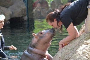 Fiona the hippo cincinnati zoo