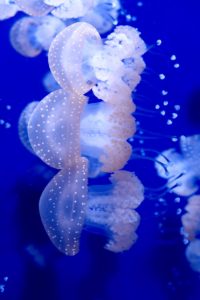 Jellyfish Florida Aquarium