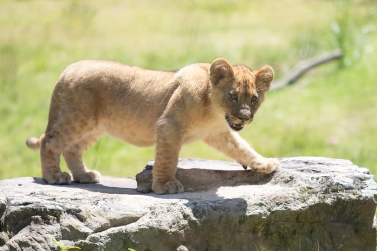 audubon lion