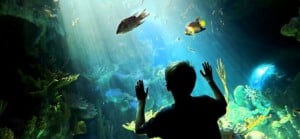 roto-aquarium child looking at fish