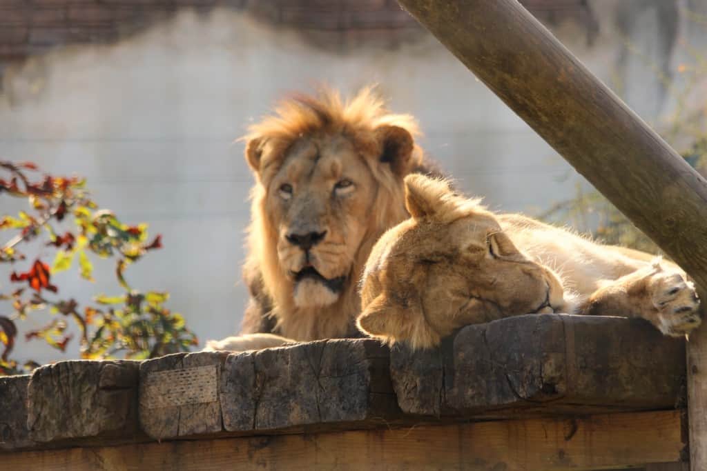 Chessington World of Adventures ashok_and_rani