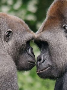 Paignton Zoo gorillas COVID 19 BALPPA