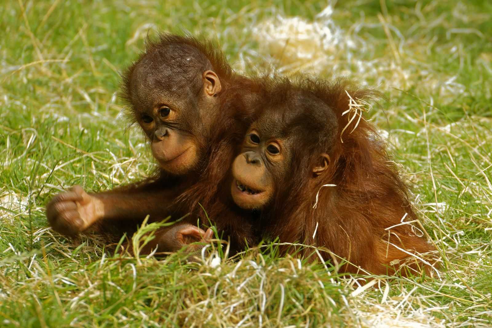 Twycross Zoo chimps