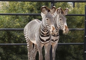 Wildlife World Zoo zebras