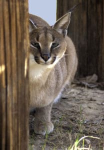 Wildlife world zoo big cat