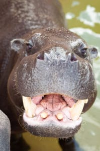 hippo wildlife world zoo