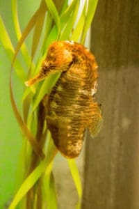 Seahorse Niagara Aquarium