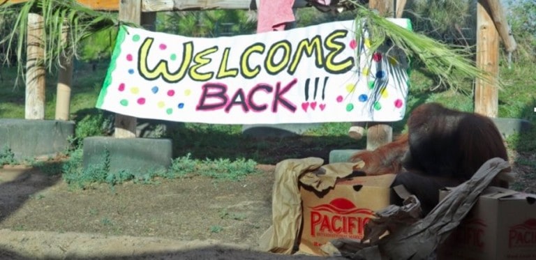 COVID-19 messaging Gateway webinar Welcome back zoo banner