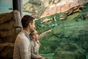 penguins Niagara Aquarium