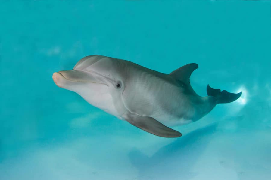 Winter the Dolphin - Clearwater Marine Aquarium