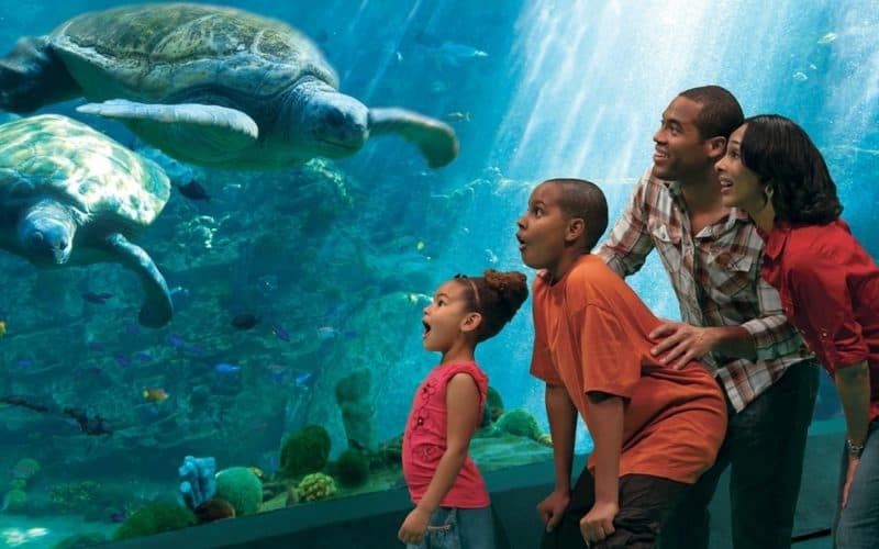 Zoo & Aquarium News, Articles, Link & Posts blooloop