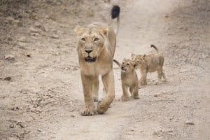 Asiatic Lion and cubs Zoological Society London