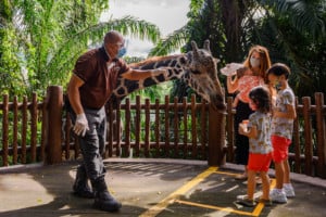 Giraffe feeding Singapore Zoo
