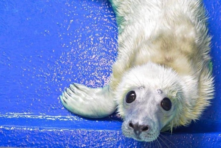 cornish seal sanctuary