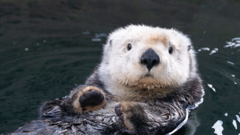 vancouver aquarium