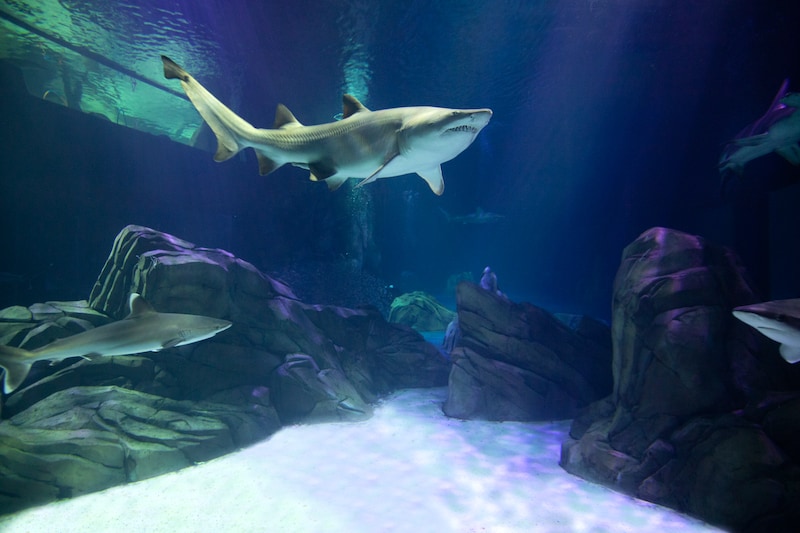 georgia aquarium shark exhibit