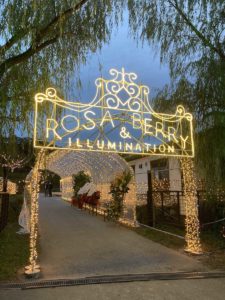 Rosa & Berry Illuminations