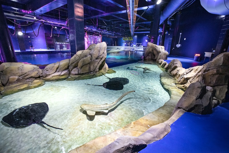 Aquarium opening new shark exhibit on October 23 blooloop