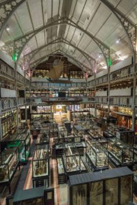 Pitt Rivers by Ian Wallman Dan Hicks