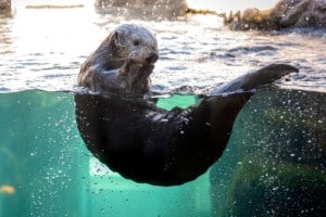 Sea Otter Monterey Bay