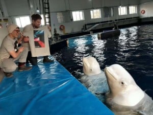 sea life trust beluga whales