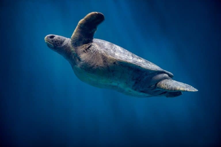 A green sea turtle (Chelonia mydas) swiming in the Open Sea exhibit