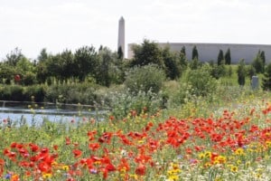 poppies at the National Memorial Arboretum