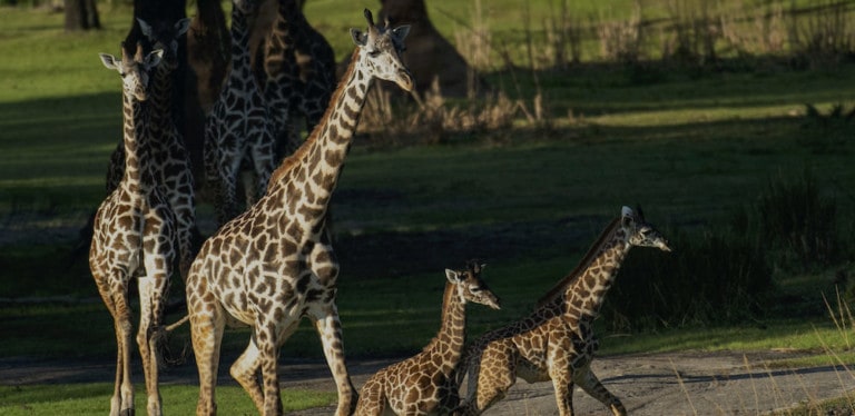 Giraffes-Disney-Animal-Kingdom top zoos and aquariums US