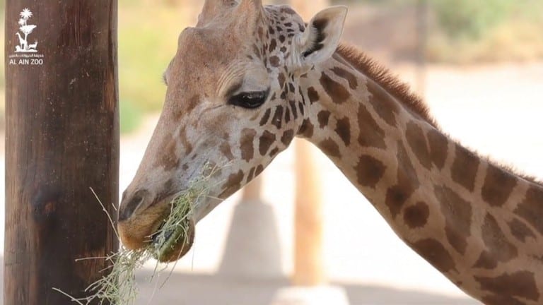 Al Ain Zoo giraffe