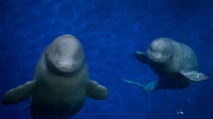 Little Grey and Little White SEA LIFE beluga whales