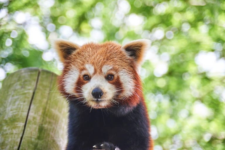 Red panda Drusillas Park