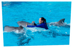 dolphin-show-park-asterix