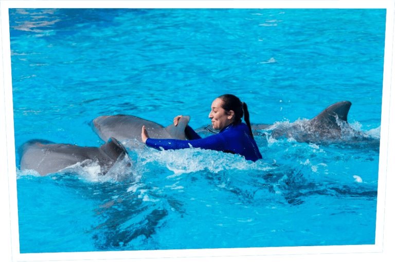 dolphin-show-park-asterix