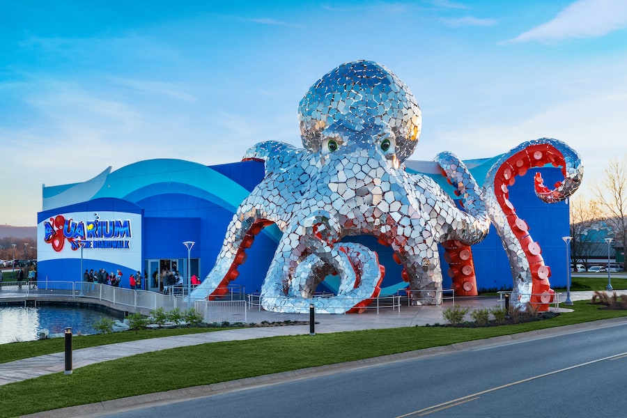 Aquarium at the Boardwalk Branson octopus