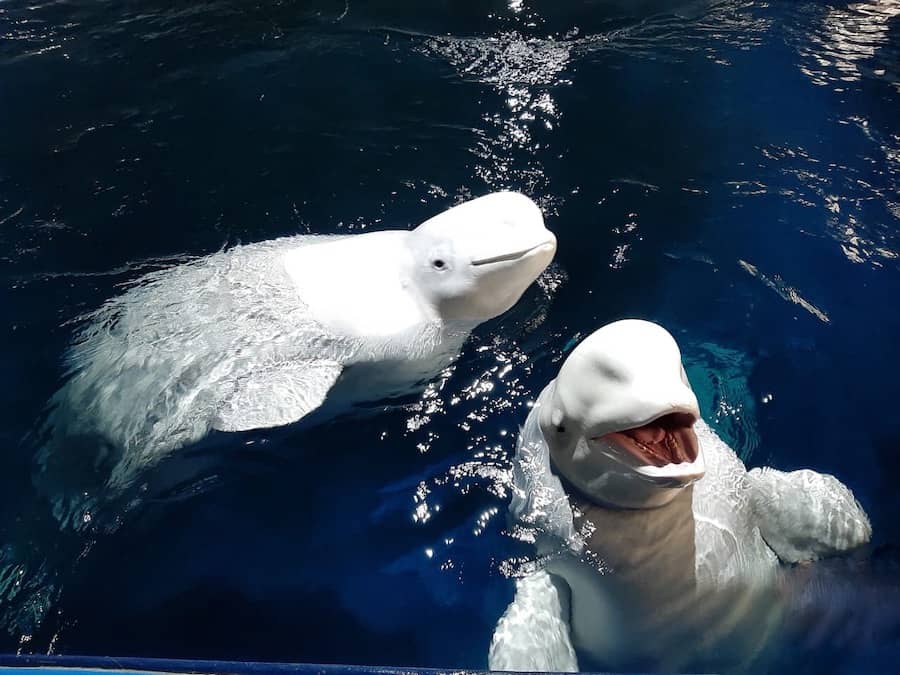 Little Grey and Little White beluga whales