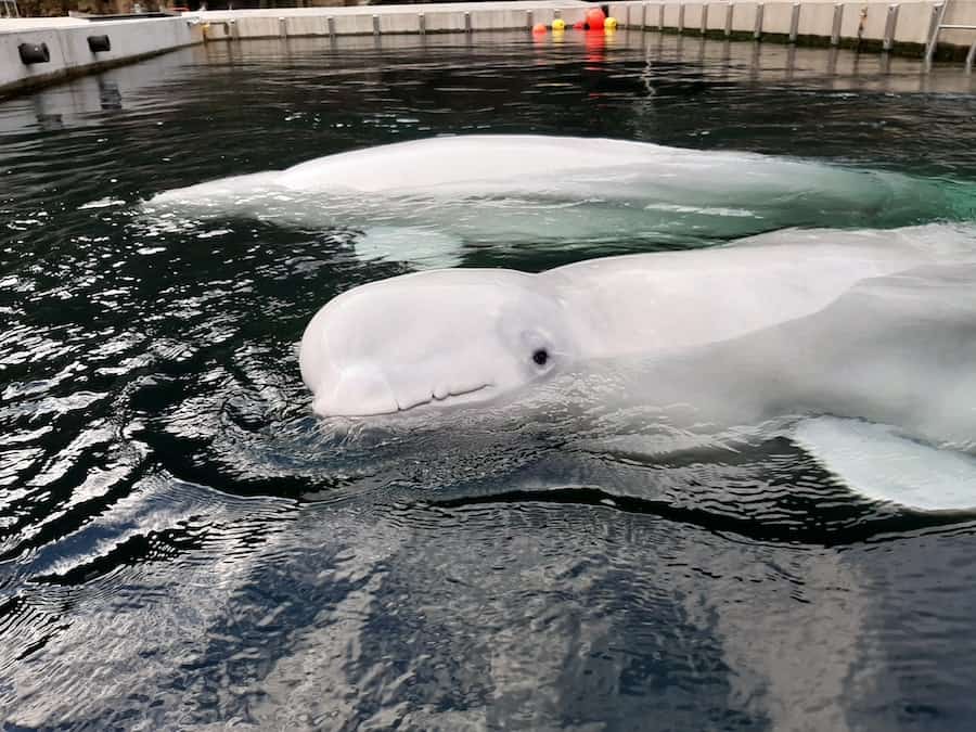 Little Grey and Little White in their care pool at the beluga sanctuary