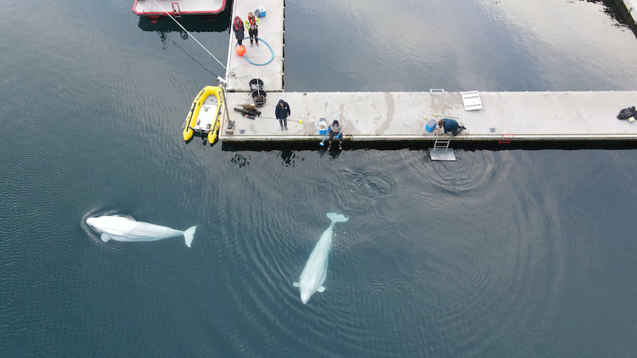 Little White and Little Grey take first swim at beluga whale sanctuary in Iceland