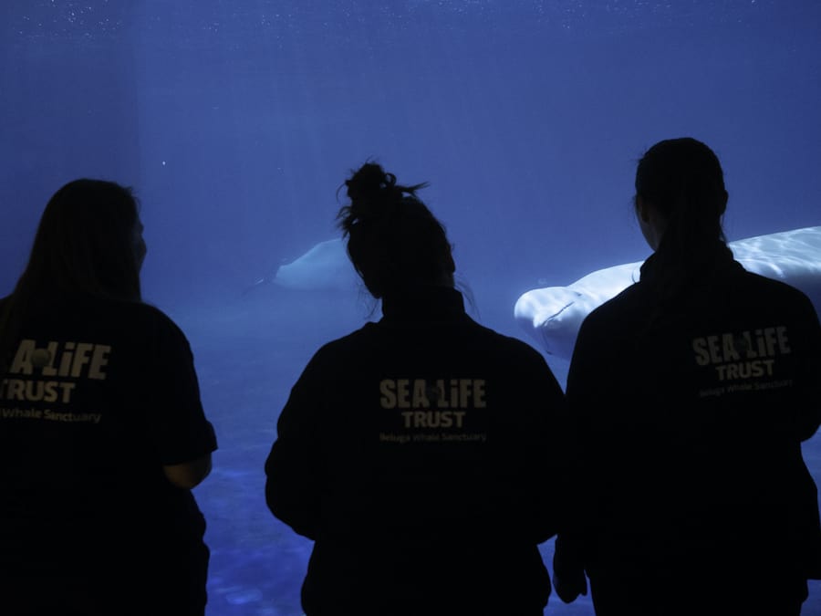 Sea life trust team with belugas