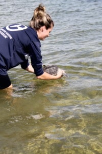 turtle release CMA