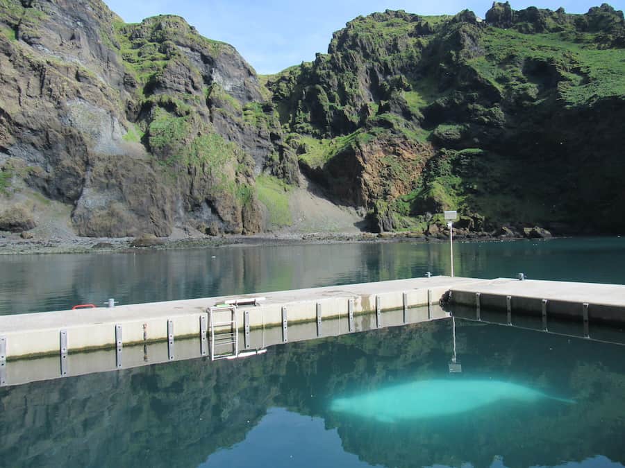 bayside care pool at beluga whale sanctuary iceland