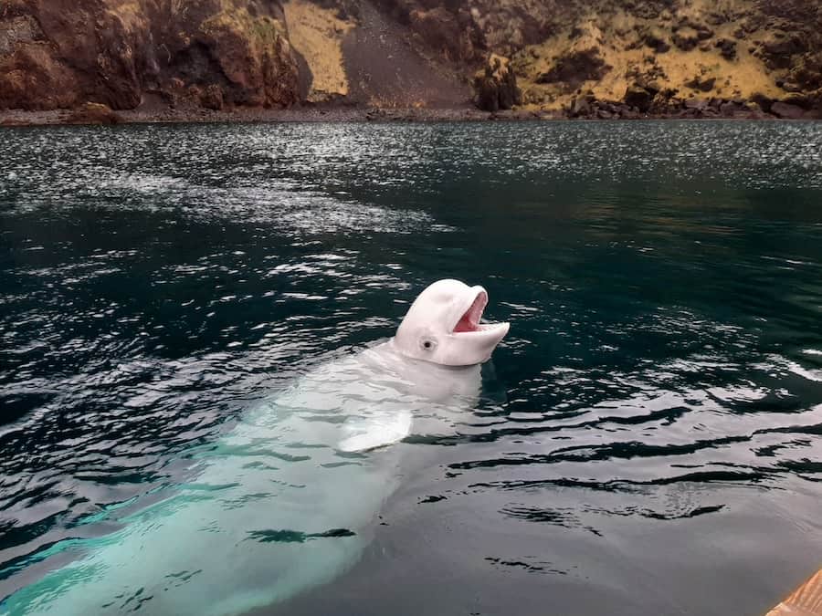 beluga whale sanctuary iceland