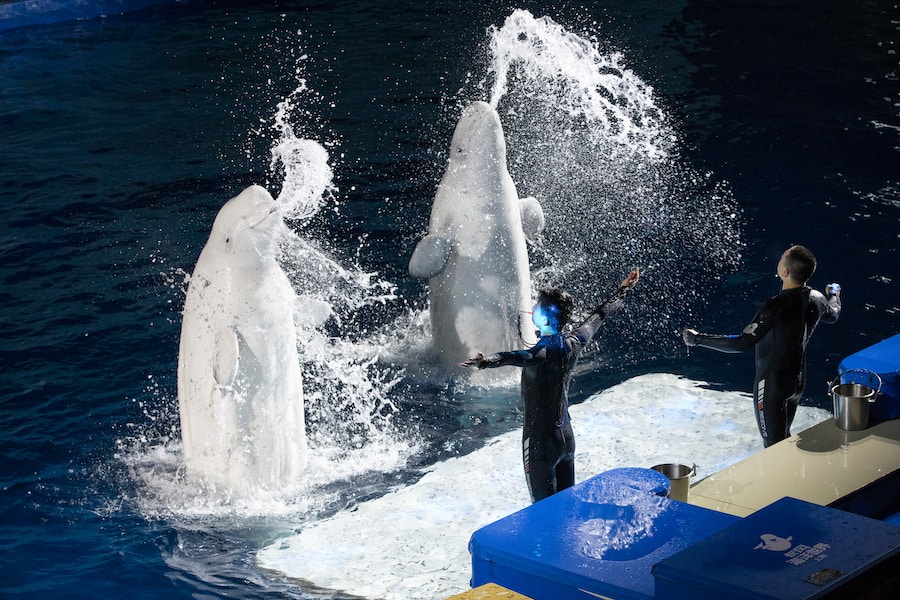 performing beluga whales before transfer to sanctuary