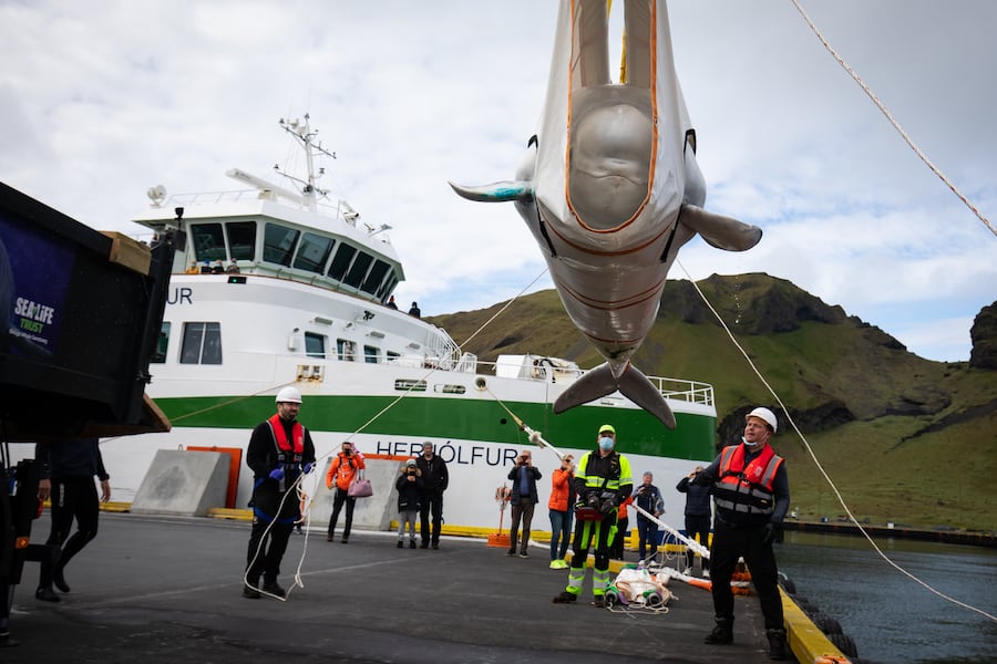 Beluga Whale Sanctuary Sea Life Trust S Conservation Project Blooloop