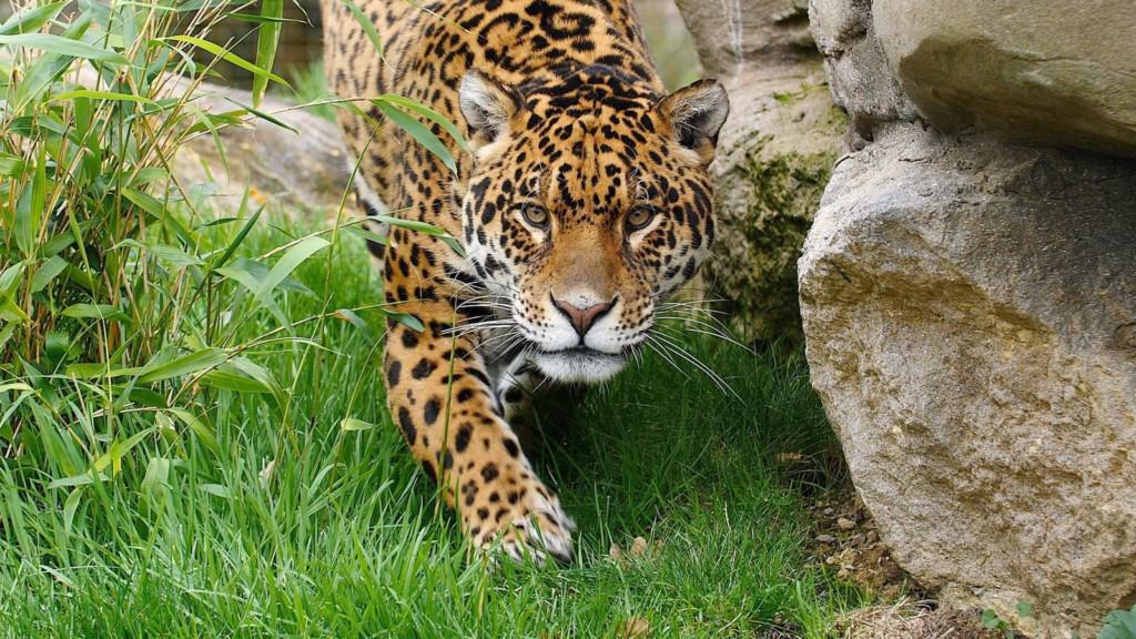 Paradise Wildlife Park cheetah